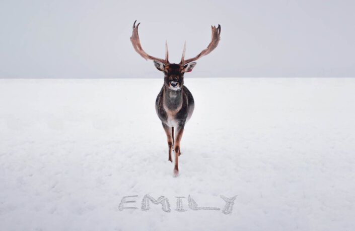 000 Deer Emily